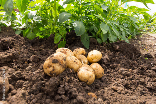 Fotomural First early potatoes - variety is Home Guard
