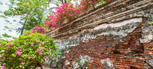 Blooming Bougainvillea Flowers On Ancient Brick Wall Of The Fortress.
