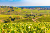 Fototapeta  - Beautiful view of the  vineyards in Burgundy, France
