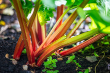 Fresh Rhubarb Is Growing In The Garden During Spring Time