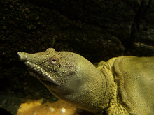 Close Up Of A Chinese Softshell Turtle (Pelodiscus Sinensis)