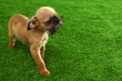 © New Africa - Studio portrait of funny Brussels Griffon dog on green grass. Space for text