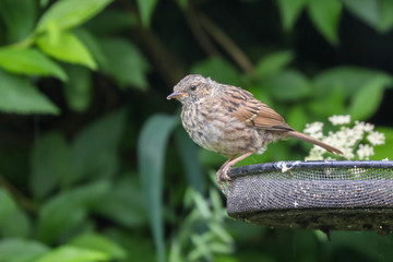 Poster - Dunnock