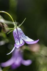 Poster - Cublac (Corrèze, France) - Campanule raiponce