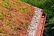 Clorful green living extensive sod roof detail covered with vegetation mostly tasteless stonecrop, sunny summer day