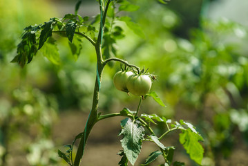 Red and green tomatoes on the greenhouse farm