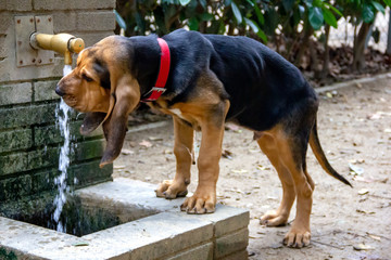 Beautiful Bloodhound puppy at 5 months.