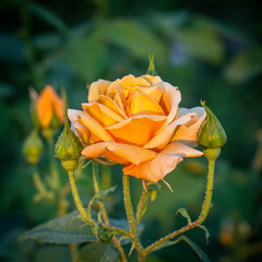 Wall Mural - Beautiful bush of yellow roses in a garden. Rose garden.