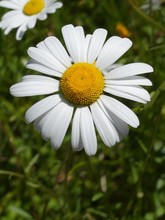 Beautiful Large Summer Daisy, Shasta Daisy In Bloom