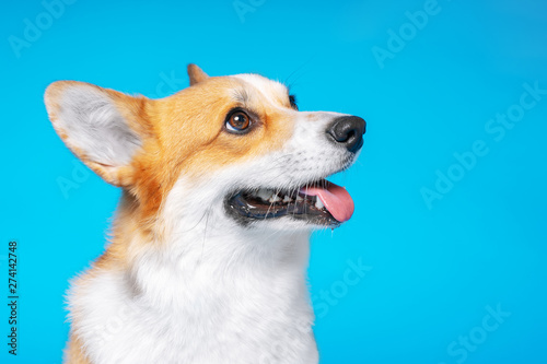 Fotomural portrait of amazing healthy and happy smart pembroke welsh corgi in the photo st