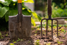 Inserted Shovel And Pitchfork Into The Ground In The Garden