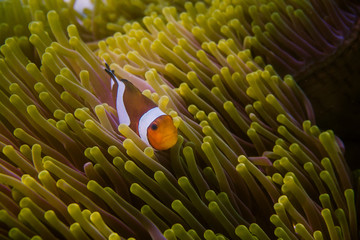 Wall Mural - Clownfish with sea anemone.