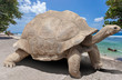 galapagos tortoise
