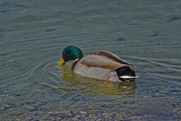 Wall Mural - duck in water