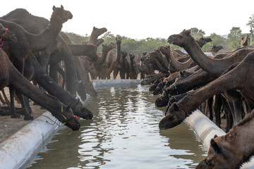 Wall Mural - Camels drink water in desert Thar during Pushkar Camel Fair, Rajasthan, India