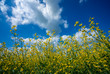 field blooming yellow rape flowers against the blue sky with white feathery clouds