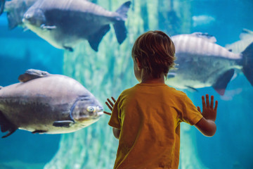 Wall Mural - Little boy, kid watching the shoal of fish swimming in oceanarium, children enjoying underwater life in Aquarium