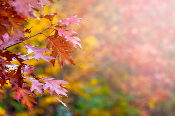 Canvas Print - Scenic colorful leaves of red oak on a blurry background_