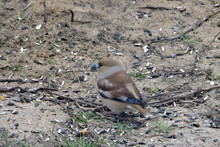 A Portrait Of A Female Hawfinch On The Ground And Eating Sunflower Seeds