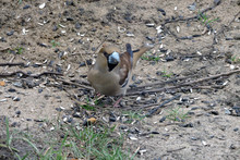 A Portrait Of A Female Hawfinch On The Ground And Eating Sunflower Seeds