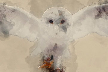 Wall Mural - Digital watercolor painting of Barn owl bird of prey in falconry display