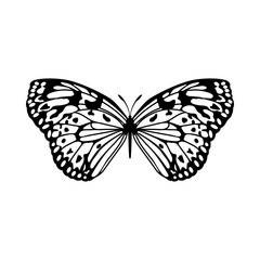 Poster - Sketch of Butterfly