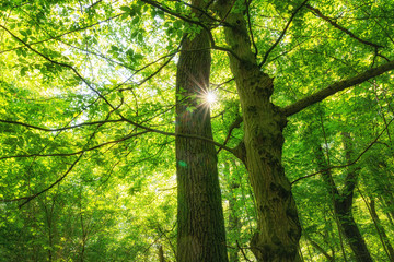 Die Sonne scheint im Wald durch zwei Bäume hindurch