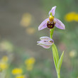Bee orchid, Ophrys apifera. Wild flower.