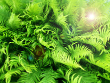 Fern Leaves. Natural Pattern Of Green Leaves Of A Fern. Natural Background. View From Above.