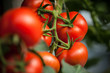 red tomatoes on the vine