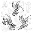 Hummingbirds with floral elements black birds in lines on white background tattoo sketch style. Hand drawn vector illustration.