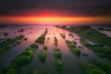 Wall Mural - seascape with green sea moss on rocks in Barrika