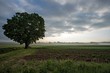 Samotne drzewo na polu, mglisty poranek na wsi