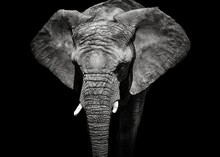 Monochrome Portrait Elephant