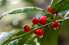 A Close Up Cluster Of Bright Red Holly Berries Dripping With Rain Water With Green Leaves.