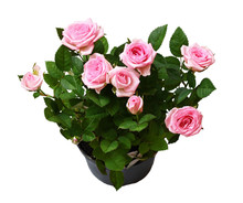 Pink Rose Flowers In A Pot