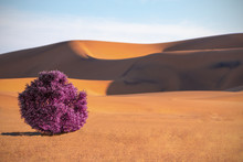 Dunes,  Purple Bush And Sands In  Namib Desert