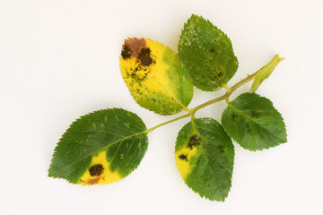 Fungal disease Black spot of rose caused by Diplocarpon rosae, leaf on white background