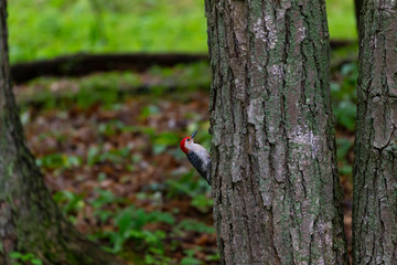 Canvas Print -  Red-bellied woodpecker (Melanerpes carolinus) in the park