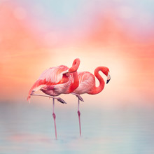 Two Pink Flamingos At Sunset