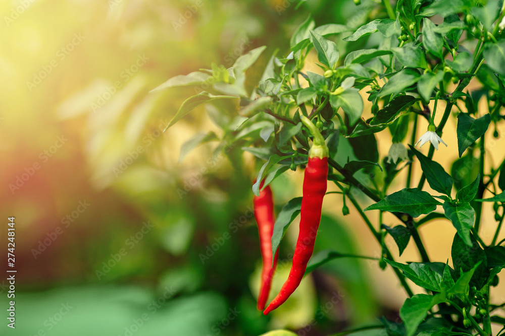 Red chili pepper grows on green branch, plantation of vegetables in greenhouse - obrazy, fototapety, plakaty 