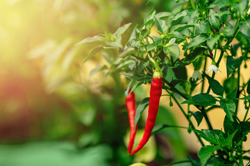 Red chili pepper grows on green branch, plantation of vegetables in greenhouse