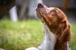 close up portrait of brittany spaniel female dog portrait