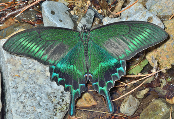 Sticker - Butterfly (Papilio maackii) 36