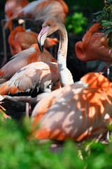 Poster - Flamingo outdoors in nature in detail on neck and head.