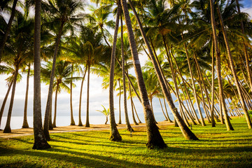 Wall Mural - Palm Cove Beachfront