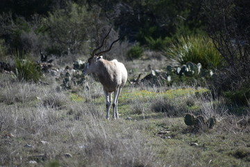 close up of white and brown wildlife with spiral horns portrait