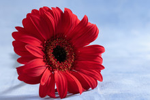 Red Gerbera On A Blue Background
