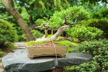 A picture from the part of the botanical garden, which is made in Japanese style 