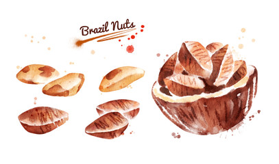 Watercolor illustration set of brazil nut